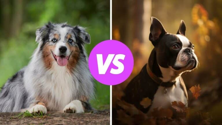 australian shepherd vs boston terrier