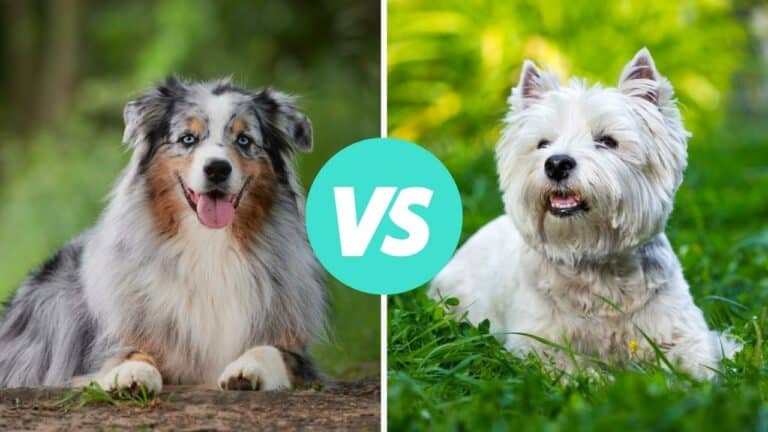 australian shepherd vs west highland white terrier