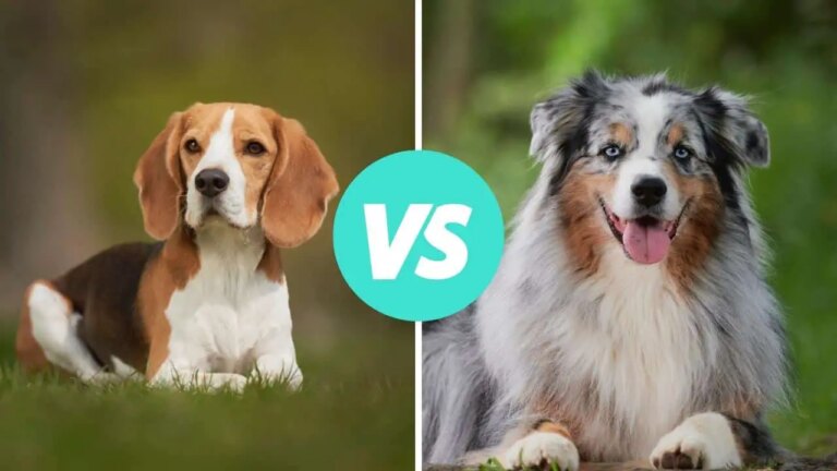 beagle vs australian shepherd