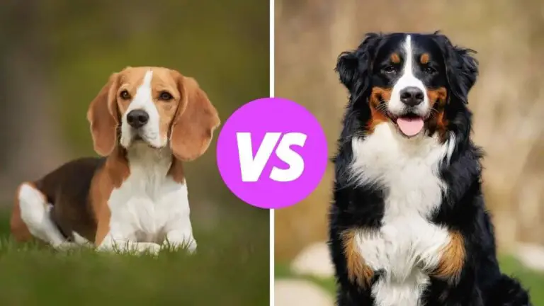 beagle vs bernese mountain dog