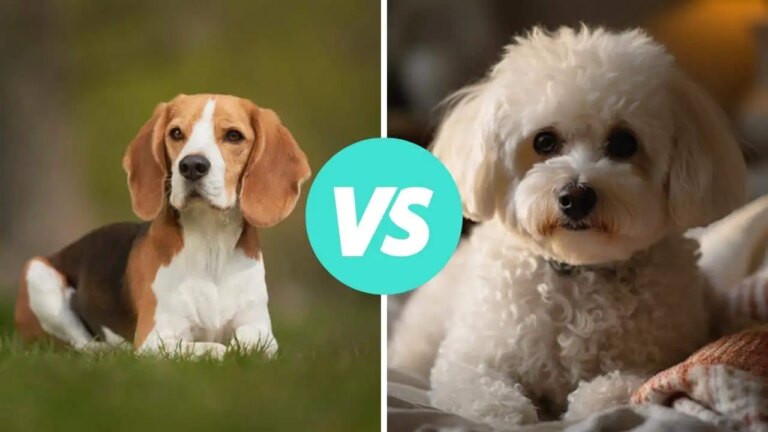 beagle vs bichon frise