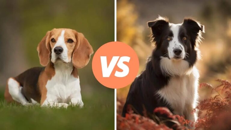 beagle vs border collie