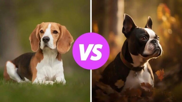 beagle vs boston terrier
