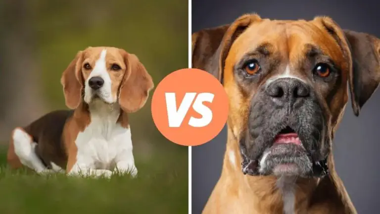 beagle vs boxer