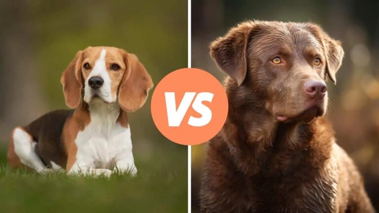 beagle vs chesapeake bay retriever