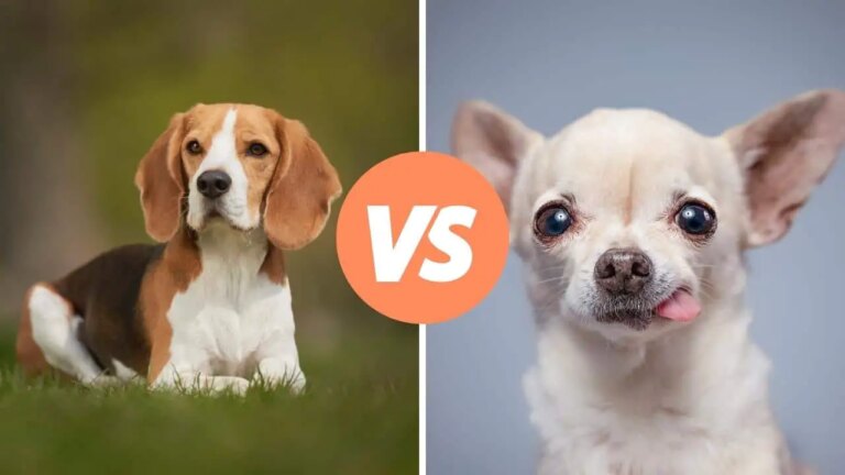 beagle vs chihuahua