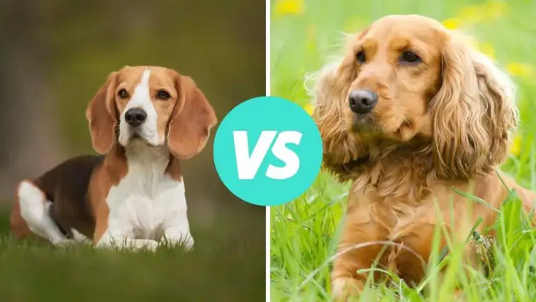 beagle vs cocker spaniel