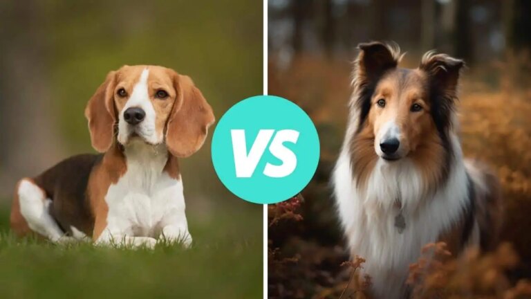 beagle vs collie