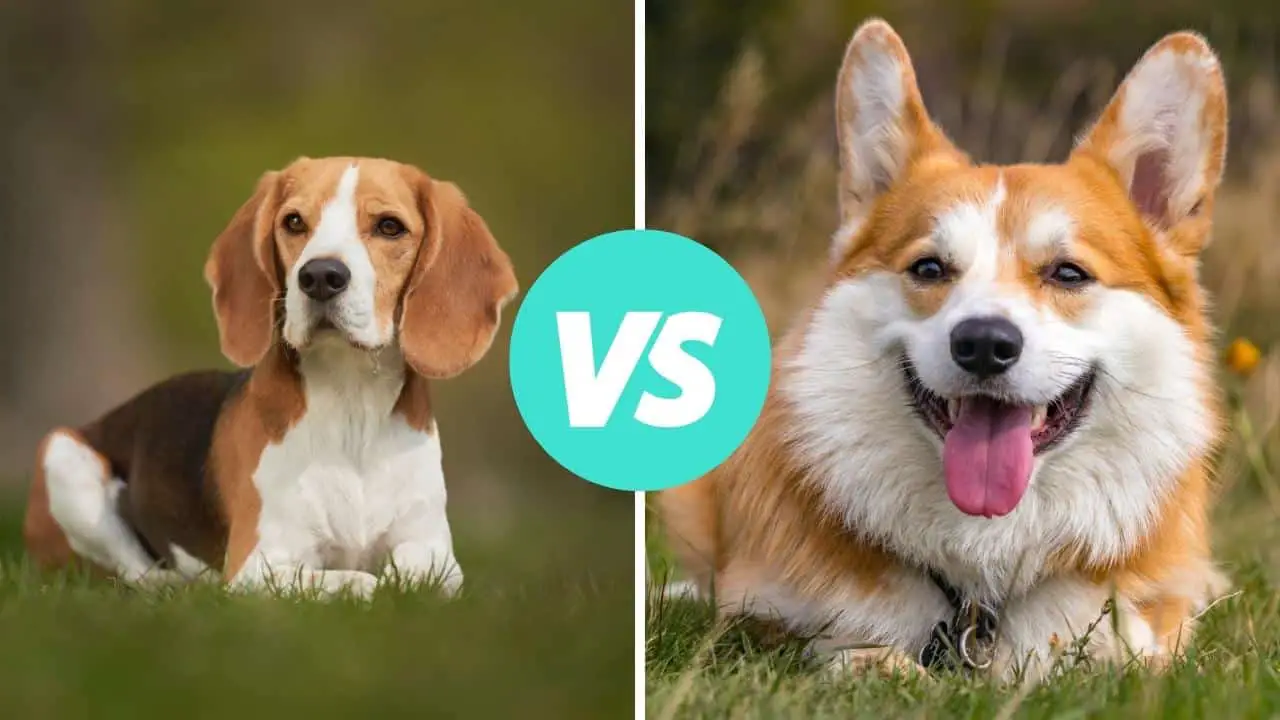 beagle vs corgi