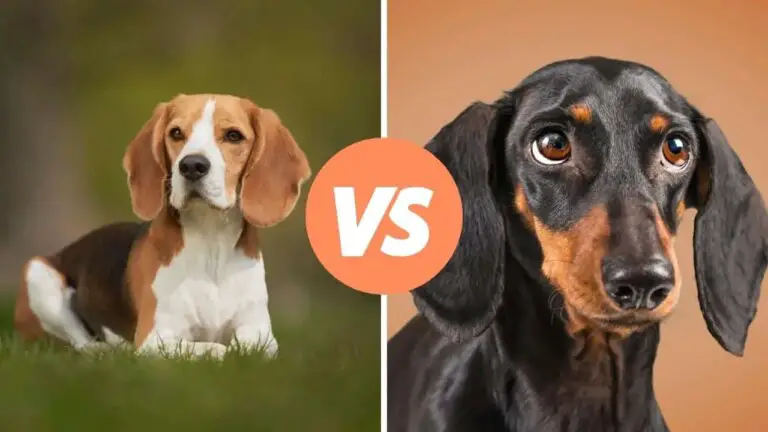 beagle vs dachshund