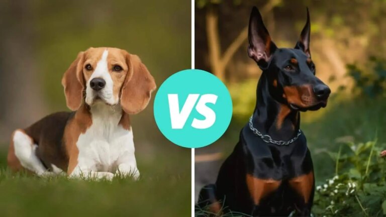 beagle vs doberman pinscher