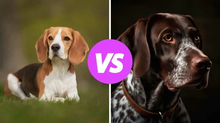 beagle vs german shorthaired pointer
