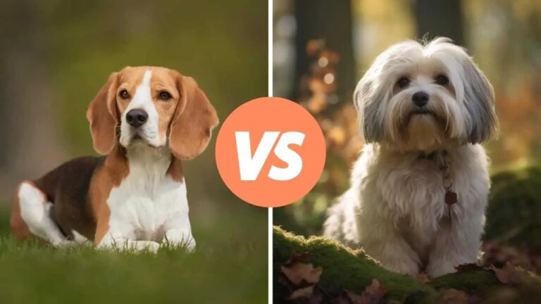 beagle vs havanese