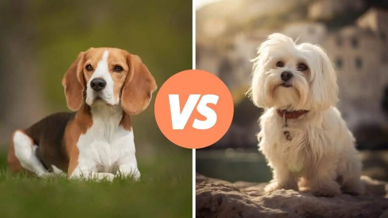 beagle vs maltese