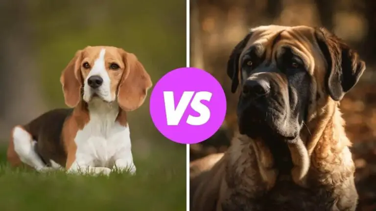 beagle vs mastiff