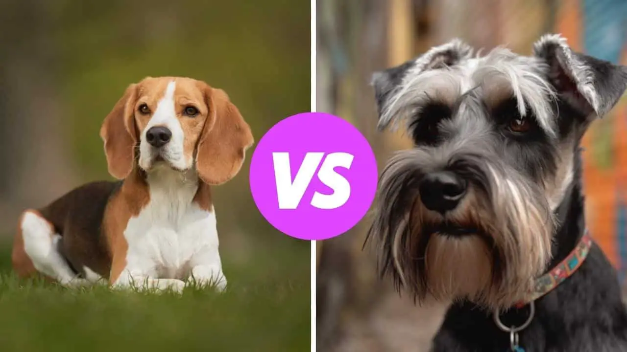 beagle vs miniature schnauzer