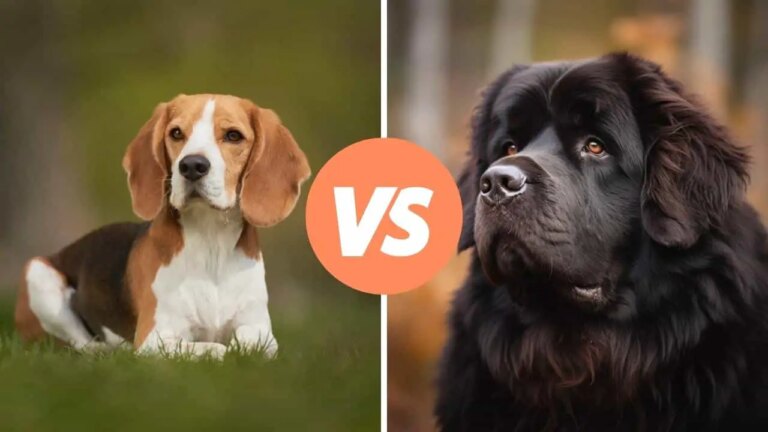 beagle vs newfoundland
