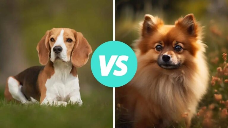 beagle vs pomeranian