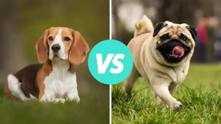 beagle vs pug