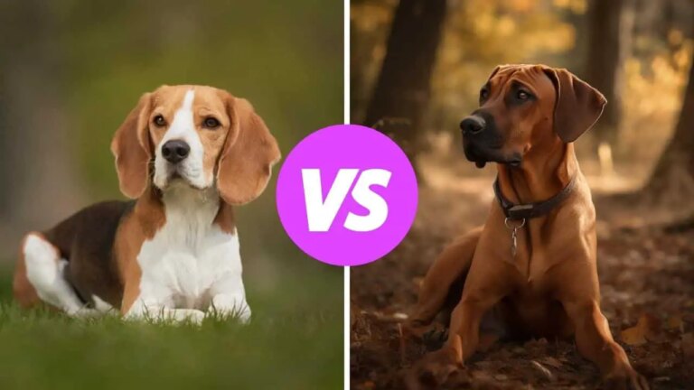 beagle vs rhodesian ridgeback