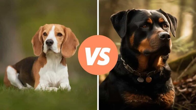 beagle vs rottweiler