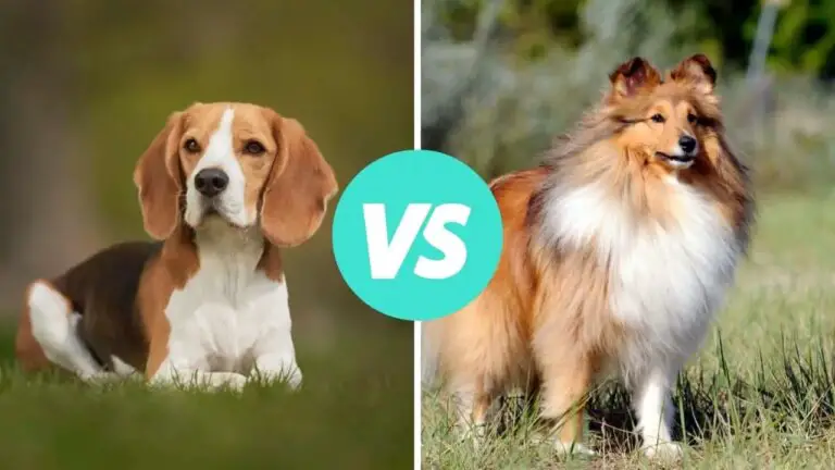 beagle vs shetland sheepdog
