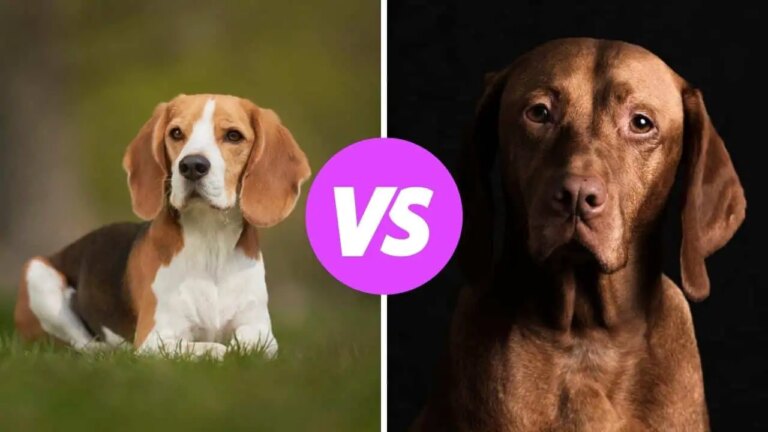 beagle vs vizsla