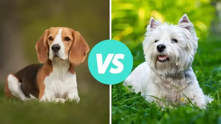 beagle vs west highland white terrier