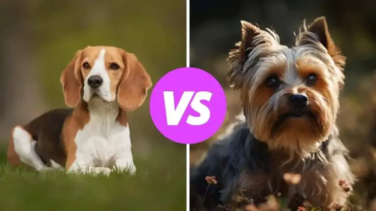 beagle vs yorkshire terrier