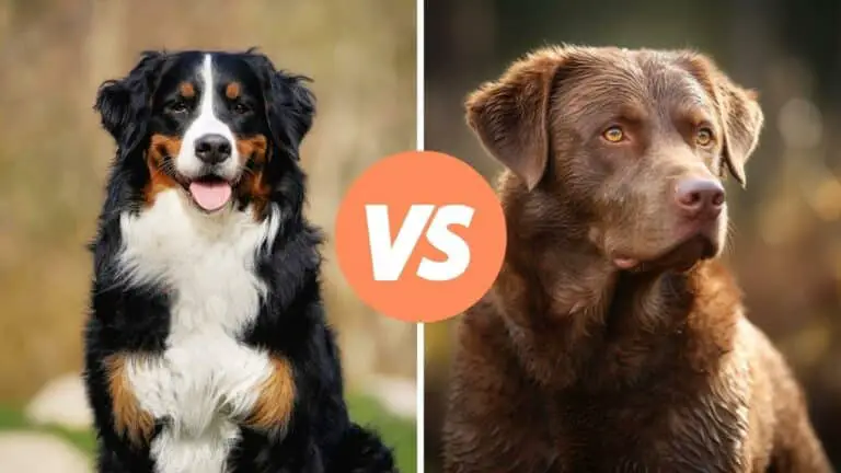 bernese mountain dog vs chesapeake bay retriever