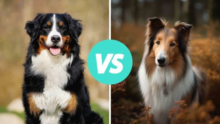 bernese mountain dog vs collie