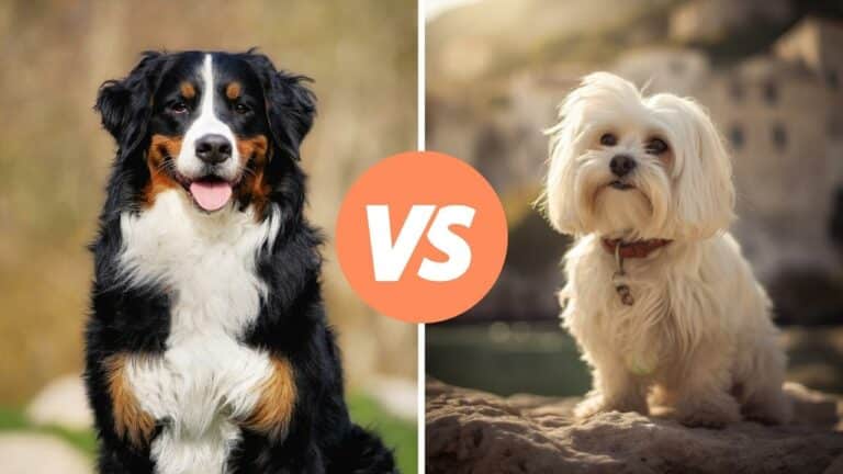 bernese mountain dog vs maltese