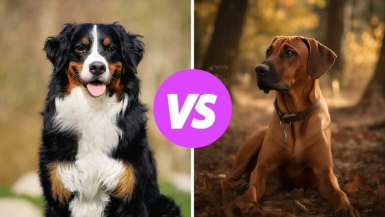 bernese mountain dog vs rhodesian ridgeback