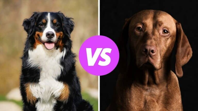 bernese mountain dog vs vizsla