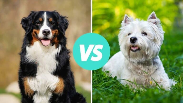 bernese mountain dog vs west highland white terrier