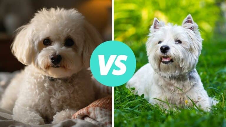 bichon frise vs west highland white terrier