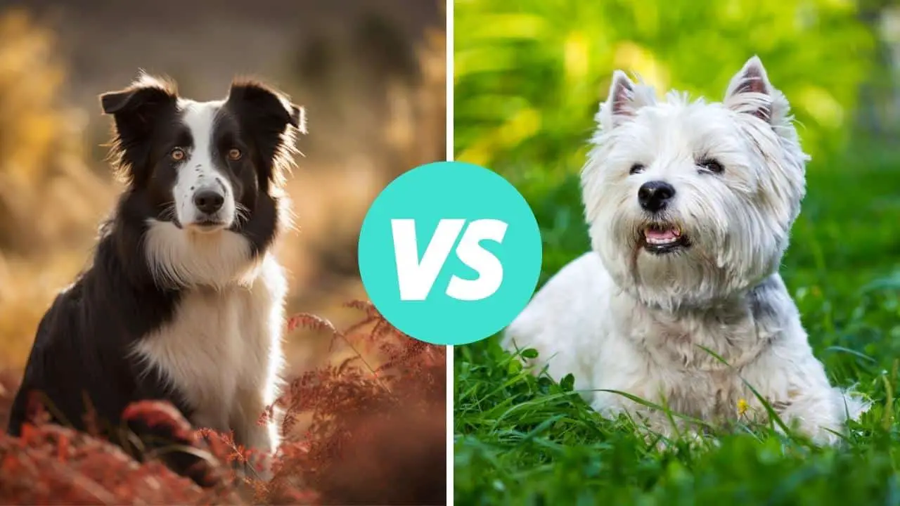 border collie vs west highland white terrier