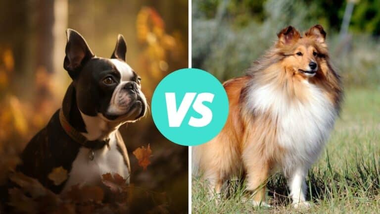 boston terrier vs shetland sheepdog