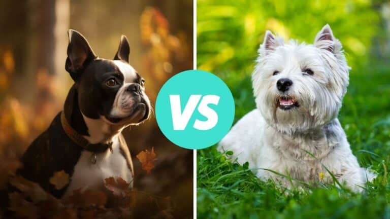 boston terrier vs west highland white terrier