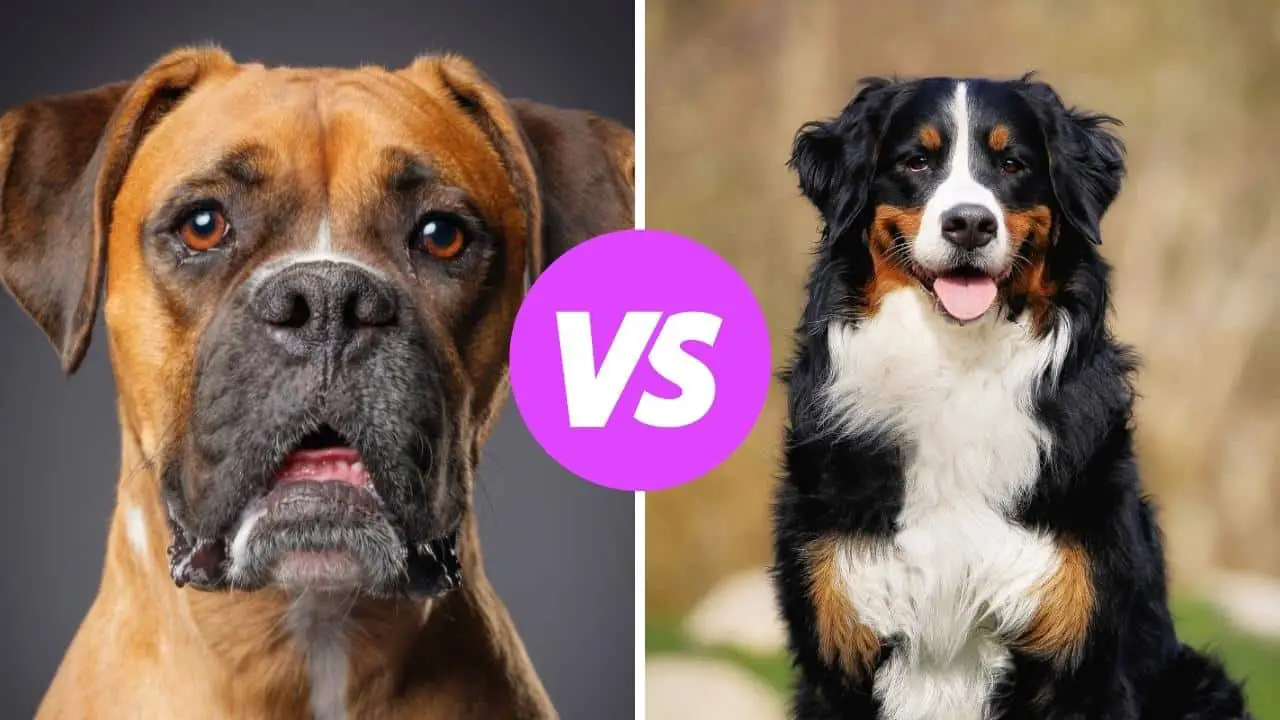 boxer vs bernese mountain dog