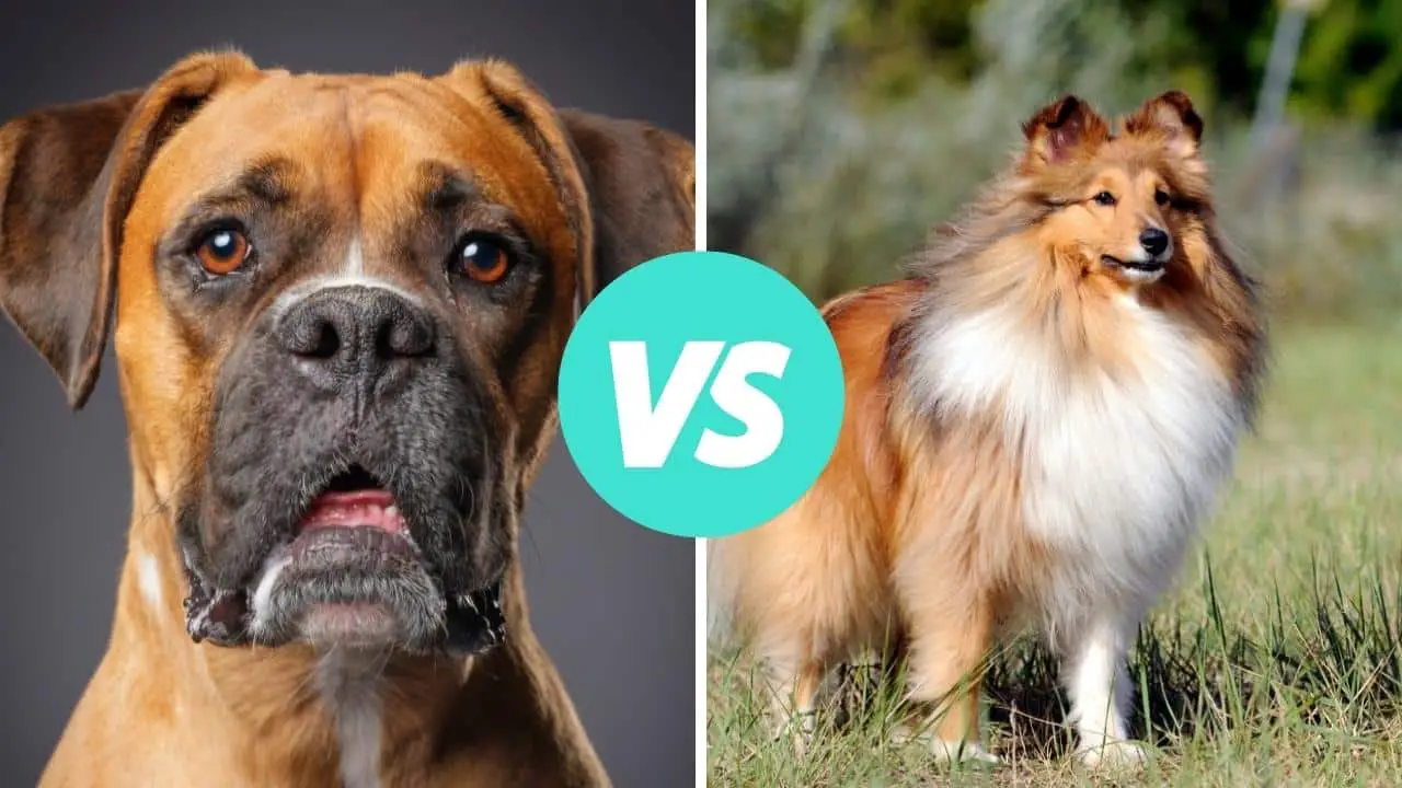 boxer vs shetland sheepdog