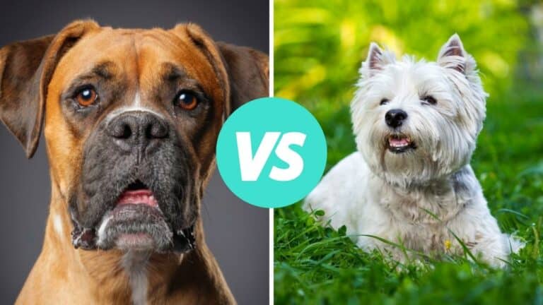 boxer vs west highland white terrier