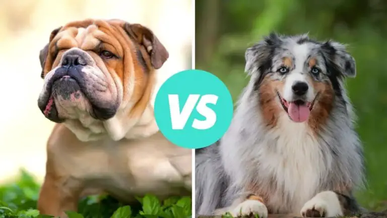 bulldog vs australian shepherd