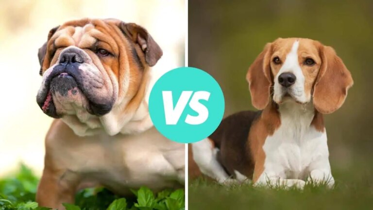 bulldog vs beagle