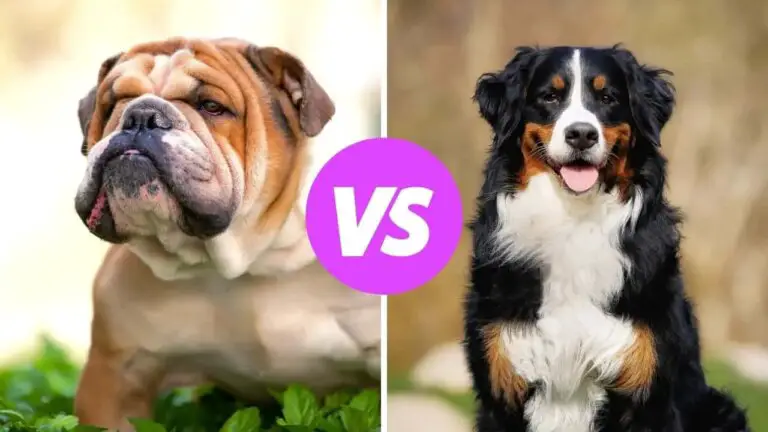 bulldog vs bernese mountain dog