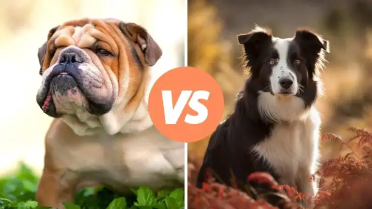 bulldog vs border collie