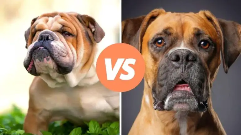 bulldog vs boxer