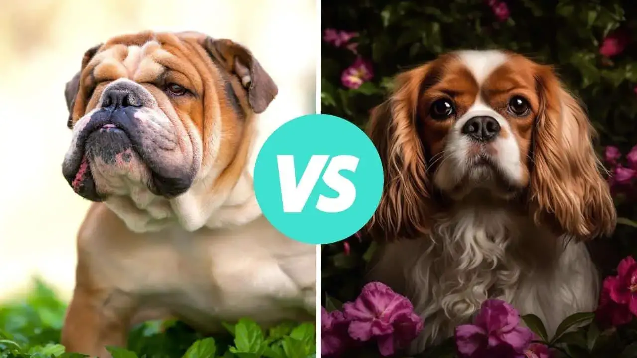 bulldog vs cavalier king charles spaniel