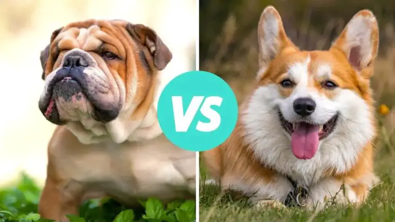 bulldog vs corgi
