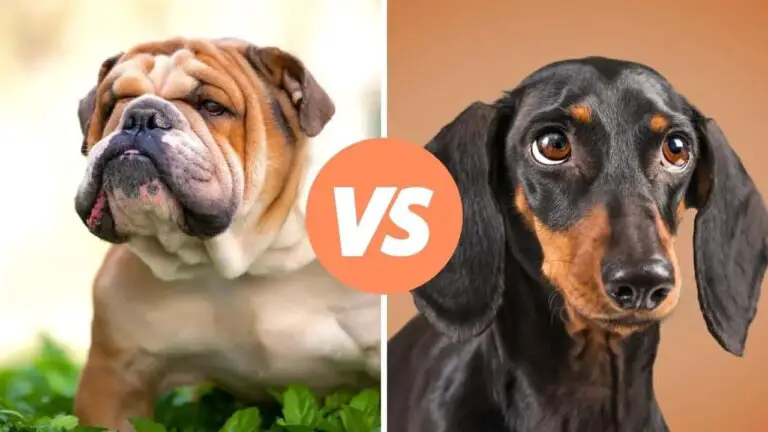 bulldog vs dachshund